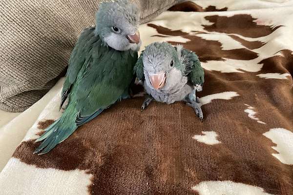 Handfeeding baby Quakers *Lots of colors*Lutino,creamino,blues,blue pallid