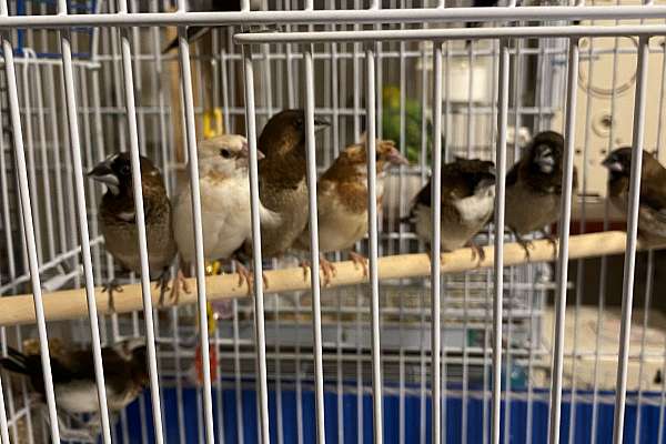 Society finches
