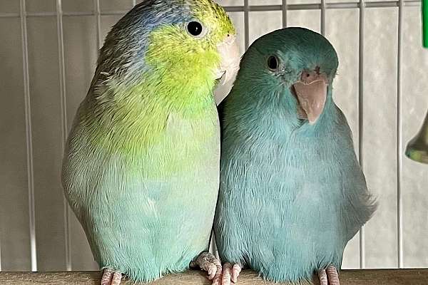 Bonded Pair of Male and Female Parrotlets