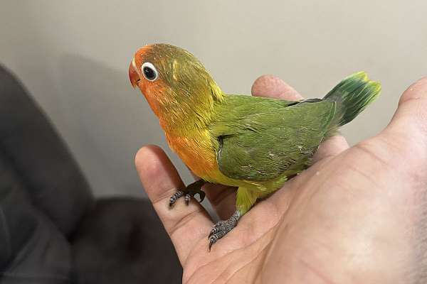 Cute sweet baby fisher lovebird