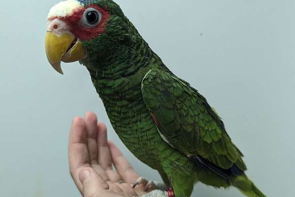 White Fronted Amazon   White Front Amazon Parrot For Sale 