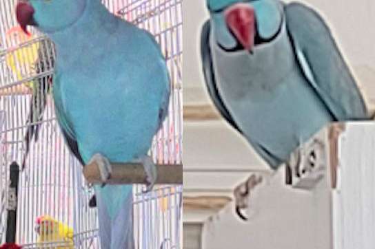 PAIR of Blue Indian Ringnecks, Male & Female, 2 Years Old