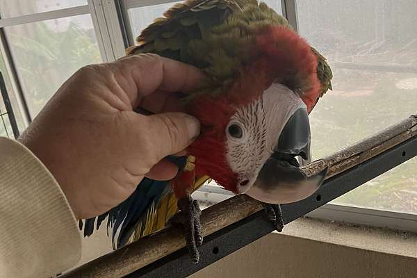 Jubilee macaw baby