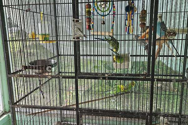 9 parakeets