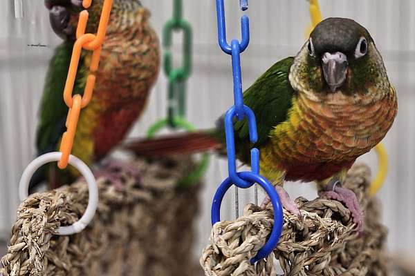 Green Cheek Conure Babies