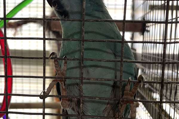 Proven Pair Kakariki for sale