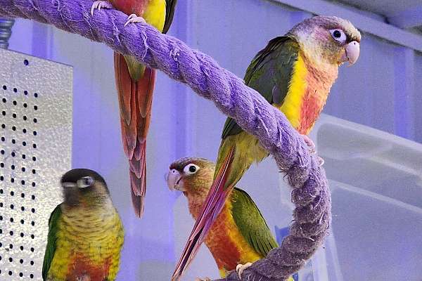 Green Cheek Conures