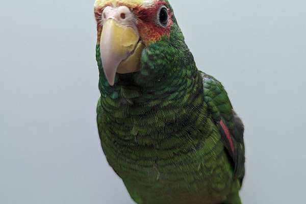 White Fronted Amazon   White Front Amazon Parrot For Sale 