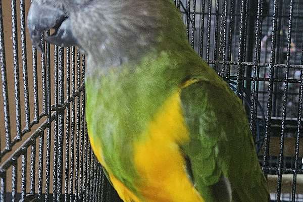 Senegal parrot