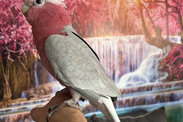 Beautiful Sweet Male Galah Cockatoo