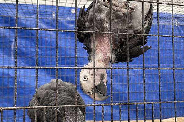 Timna Parrot Timneh proven pair