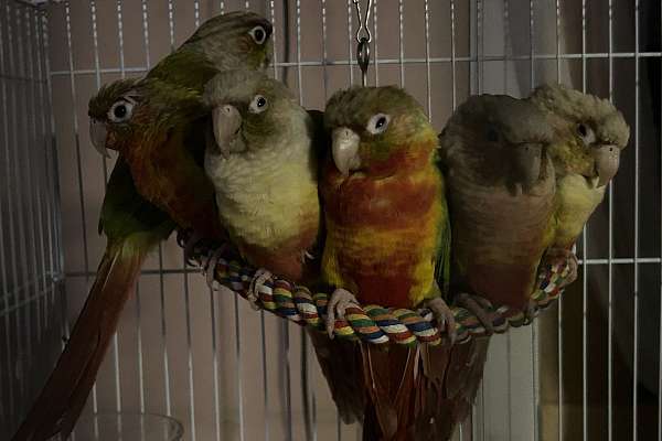 Pineapple Green Cheeks Conures