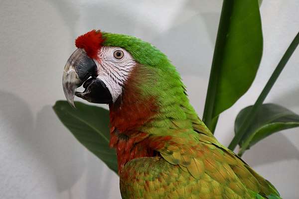 Calico Macaw