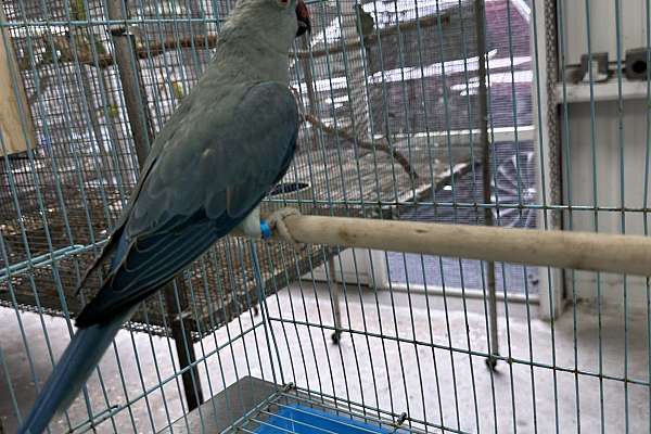 Indian Ringnecks