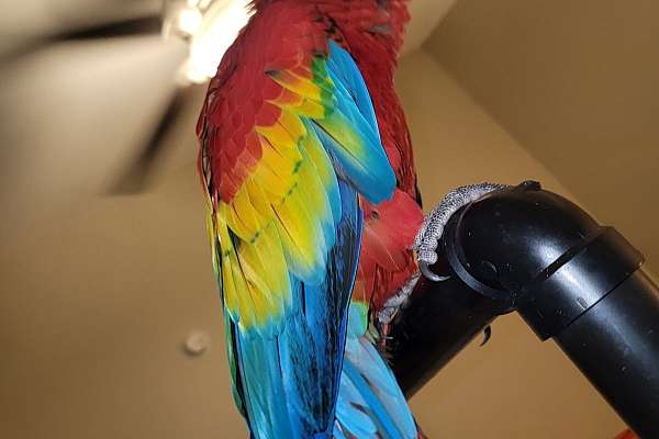 Scarlet Macaw