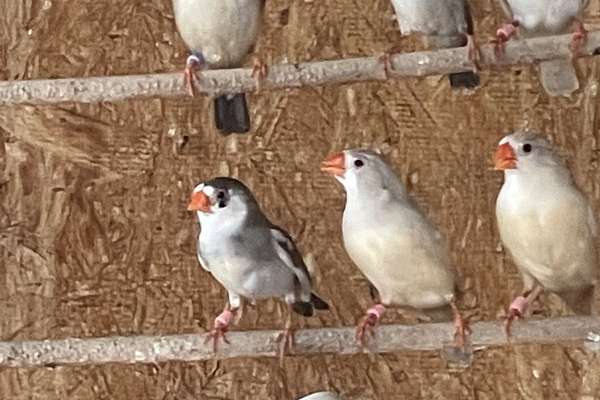 Zebra Finches