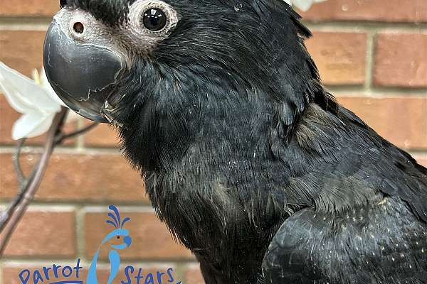 Baby Red Tailed Black Cockatoo Available at Parrot Stars