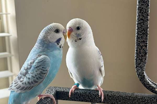 Two Parakeets