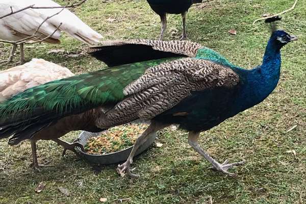 Two Year Old Peacock