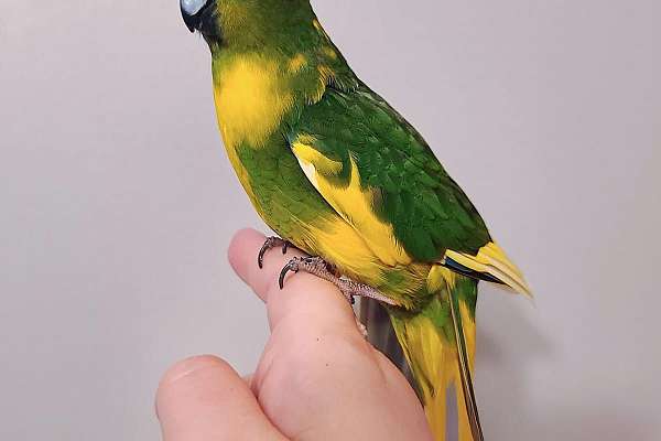 Handfed Female Kakariki