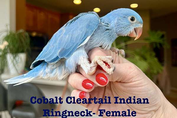 Female cobalt cleartail indian ringneck