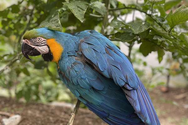 5 y/o Macaw for sale