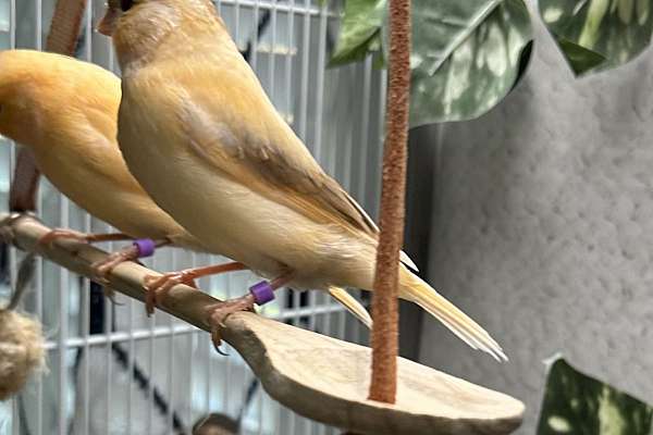 Healthy Young Female Canary