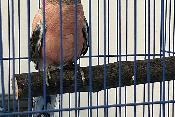 Rosy Bourke Parrot