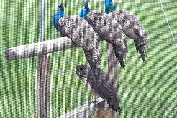 India Blue Peafowl Swartz Creek, Michigan