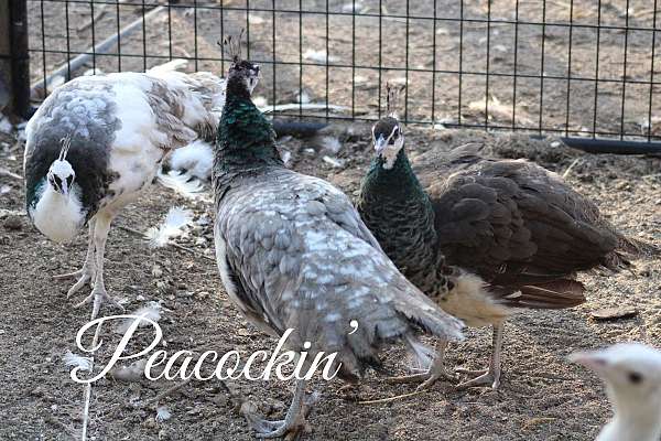 Peafowl pairs, hens, chicks , and hatching eggs!