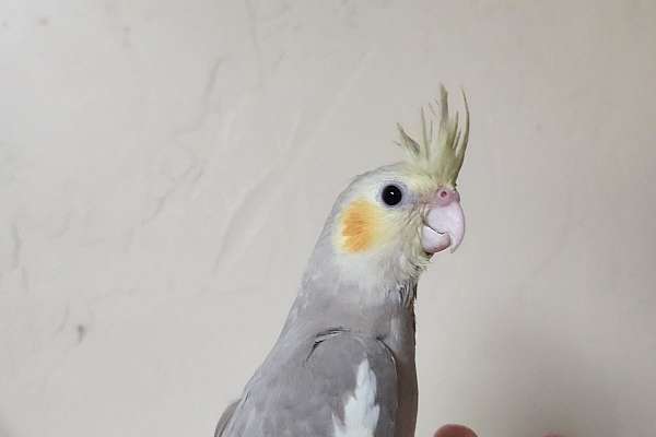 Baby cockatiel