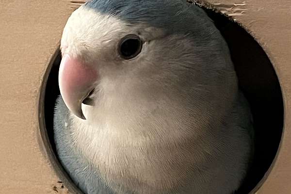 Baby Blue Peach Faced Lovebird