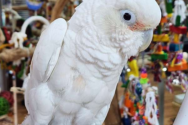 Goffin Cockatoo