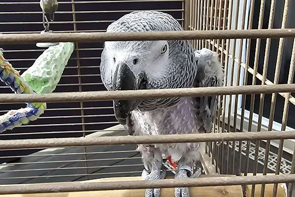 African Gray