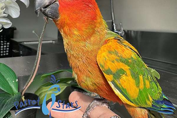 Baby Red Factor Sun Conure Available at Parrot Stars