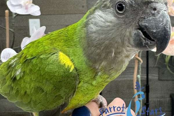 Baby Senegal Available at Parrot Stars!