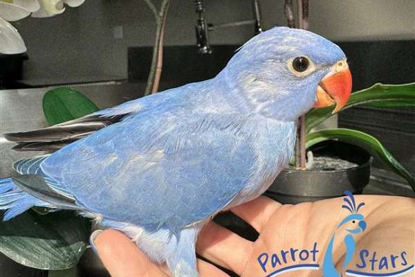 Baby Violet Cobalt Indian Ringneck Parakeet Available At Parrot Stars!