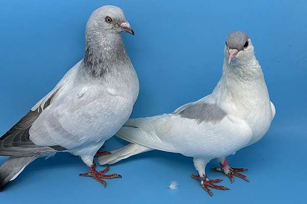 Afghan pigeons - mated pair