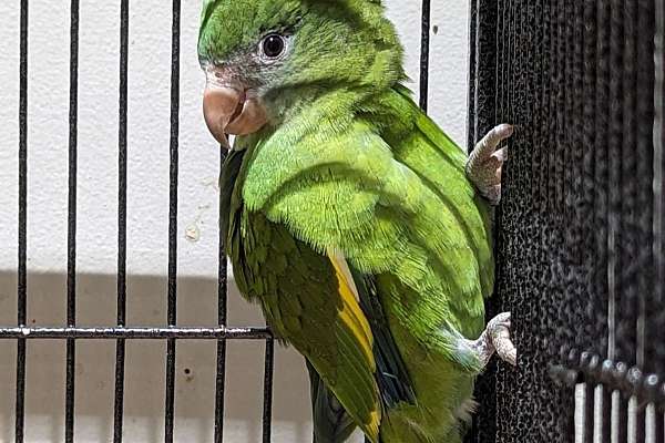 pair. Male and Female Canary Wing Bee Bee Parrots with Cage