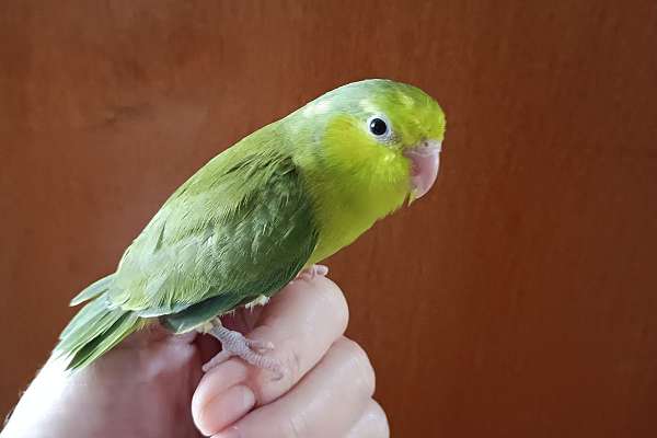 Parrotlet - Green Female Baby