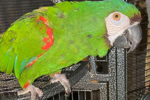 Olivia - Playful Severe Macaw