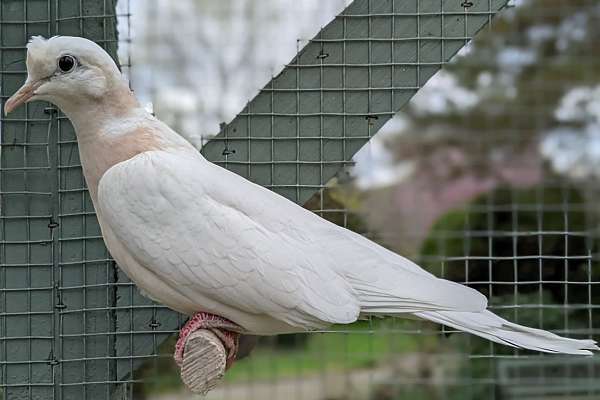 Female Tufted Ringneck Dove