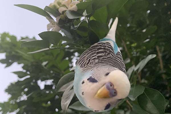 Tamed baby budgie for adoption