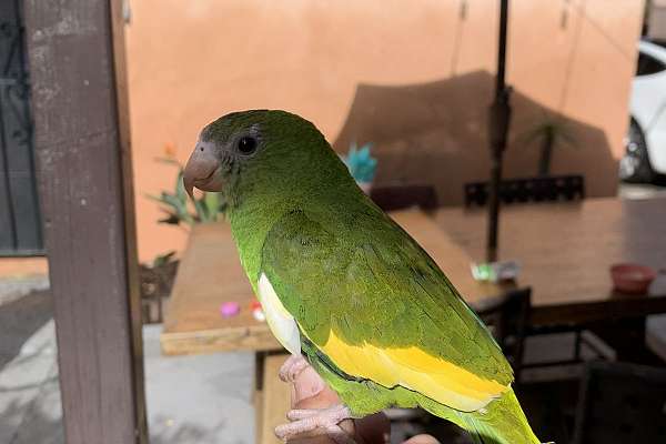 White-winged Parakeet