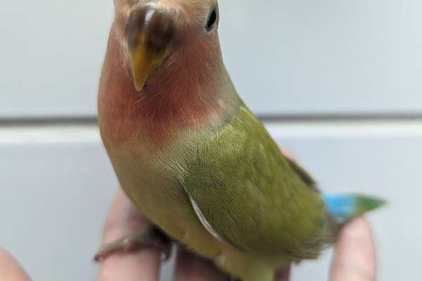 Peach Face Lovebird