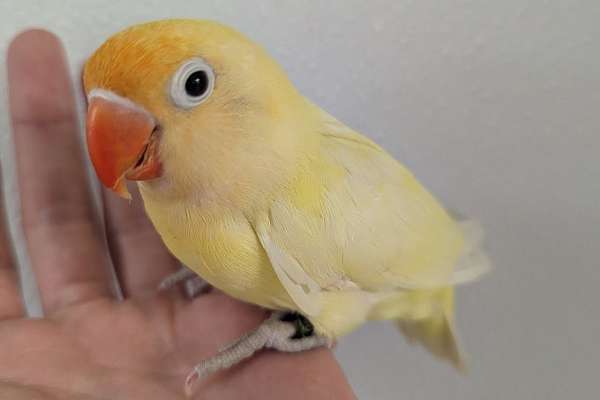 Fischers Lovebird