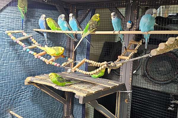 Budgerigar