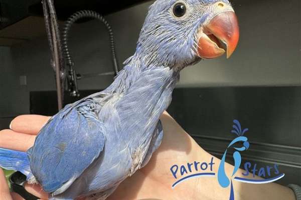 Baby Violet Cobalt Indian Ringneck Parakeet available at Parrot Stars!