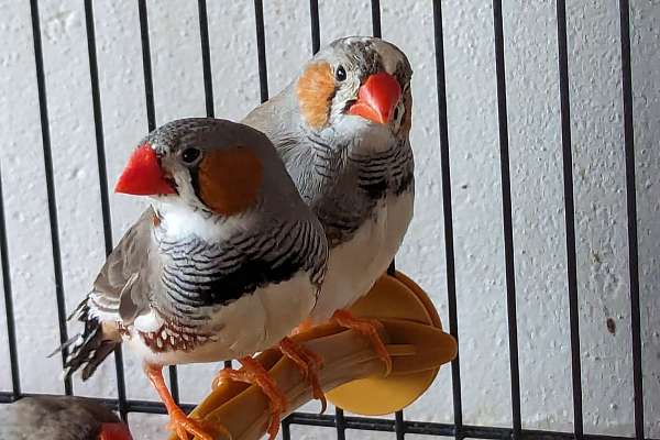 Male and Female Pied Zebra Finches