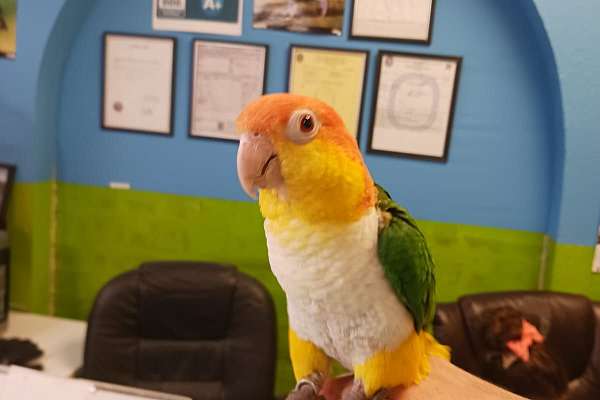 White Bellie Caique Tame